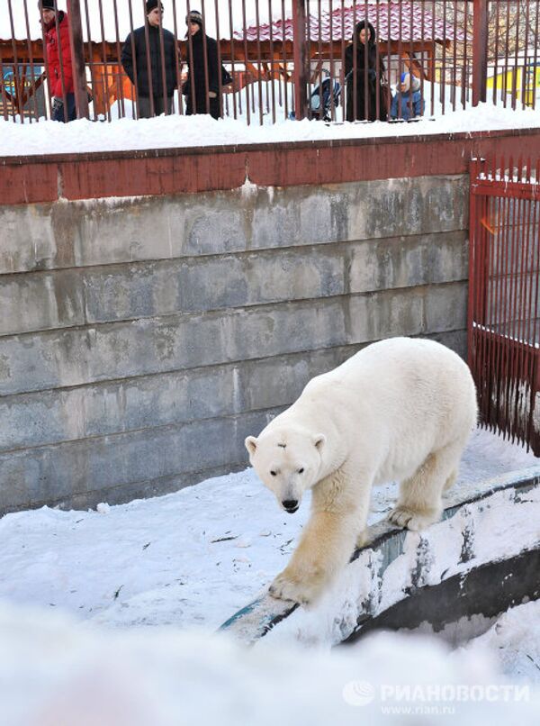 Белый медведь Умка стал Зоомистером-2011
