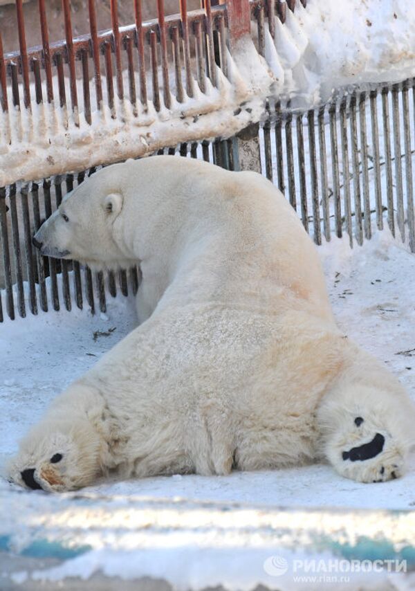 Белый медведь Умка стал Зоомистером-2011