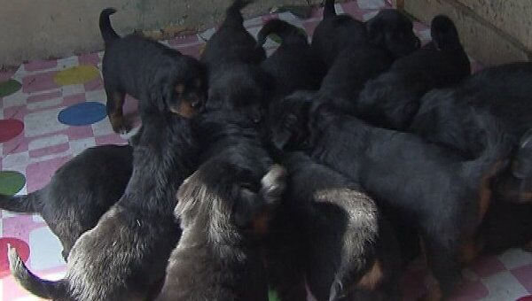 Самка тибетского мастифа родила 19 щенков