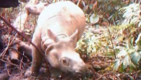 Защитники природы сняли на видео, как живут самые редкие носороги