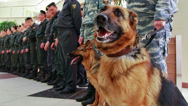 Полицейская собака. Архивное фото
