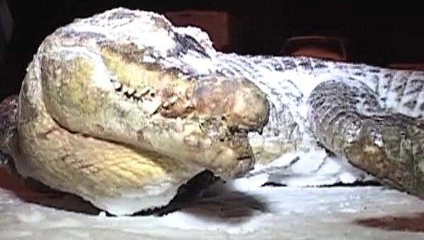 Полутораметровый крокодил был обнаружен в зимнем лесу в Польше