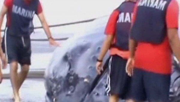 Мексиканские морские пехотинцы спасли кита, выбросившегося на берег