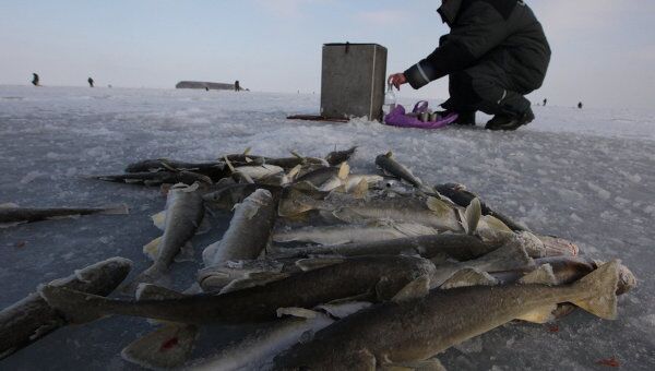 рыбалка на льду Амурского залива вблизи Владивостока. Архив