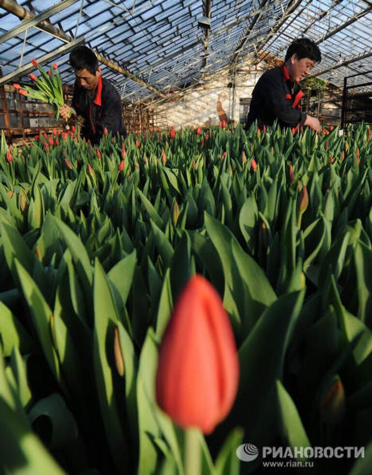 Срез тюльпанов в парниках перед праздником 8 марта Срез тюльпанов в парниках перед праздником 8 марта