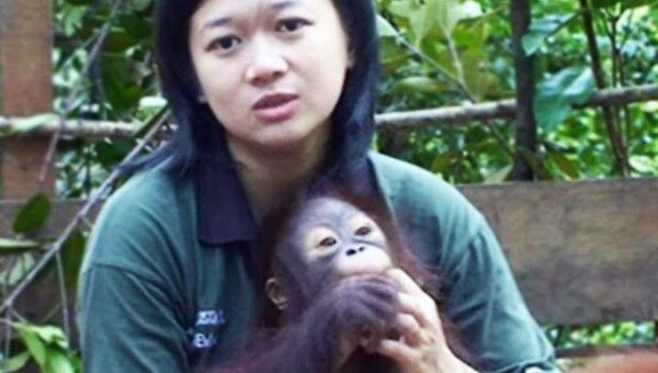 Так похожи на людей – врач Центра реабилитации о малышах-орангутанах
