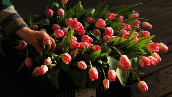 Тюльпаны. Архивное фото