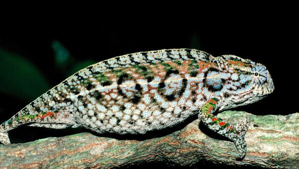  Мадагаскарская ящерица вида Furcifer lateralis находится на грани вымирания