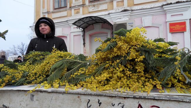 Мимозы в Вологде 