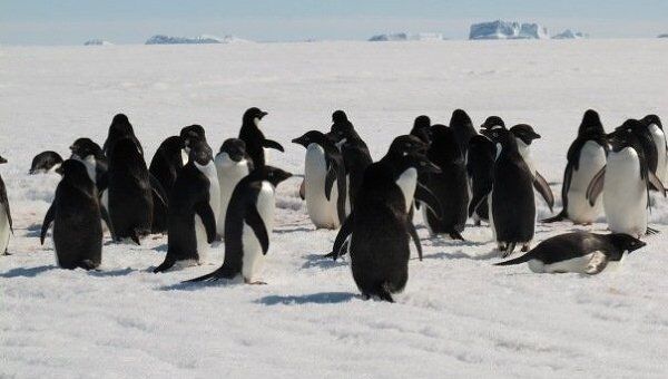 Нас встретили хозяева Антарктиды - пингвины