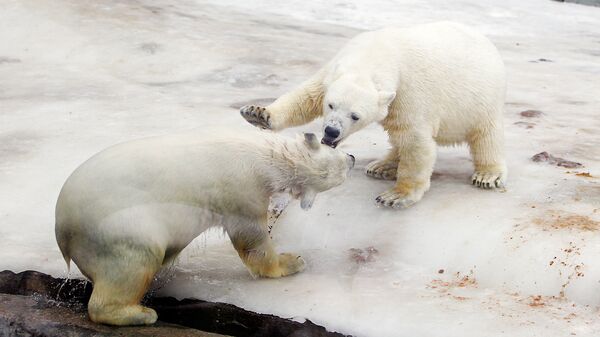 Белые медведи плавают в бассейне вольера в Московском зоопарке