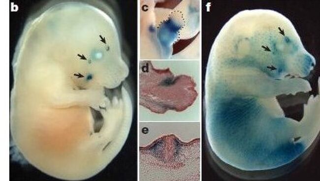 Эмбрионы шимпанзе и мыши, с человеческими пробелами в генах, отвечающих за вибриссы