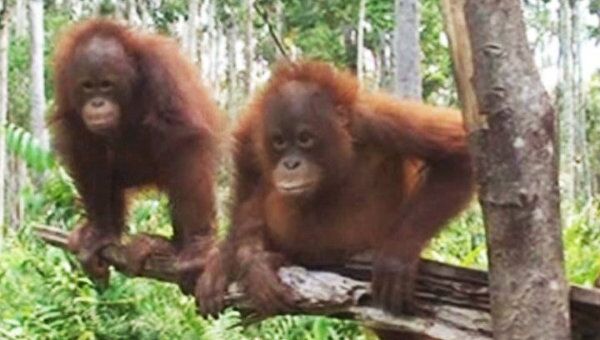В лесной школе маленькие орангутаны учатся лазить по деревьям
