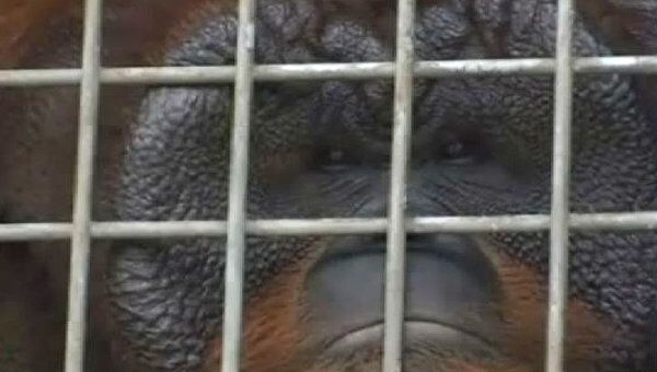 Орангутанов с человеческими болезнями изолируют от соплеменников