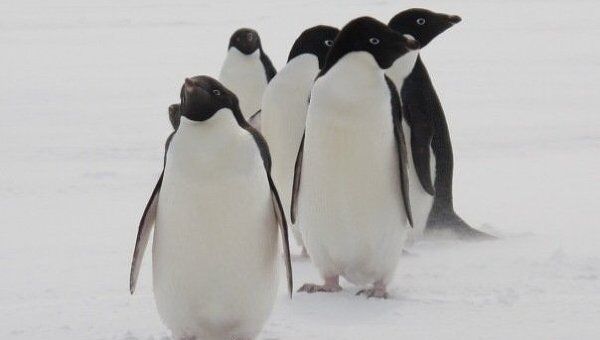 Пингвины Адели