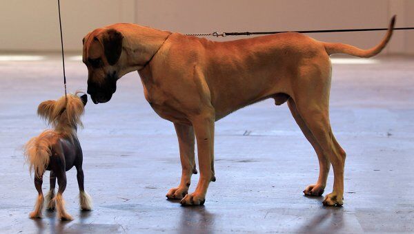 Выставка собак “Крафтс-2011”
