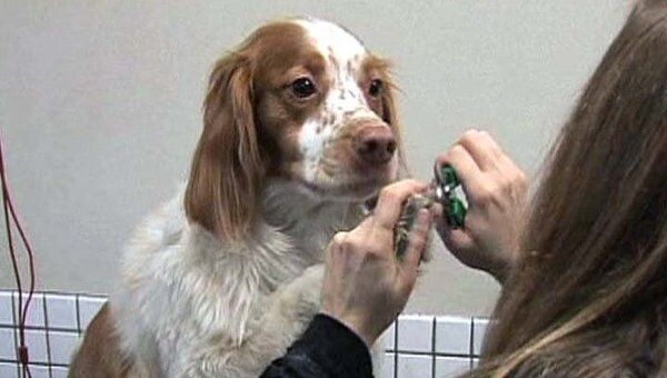В спа-центре в Торонто собакам предлагают педикюр и ванны с массажем