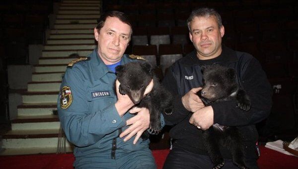 Двое медвежат спасены сотрудниками МЧС и переданы в цирк