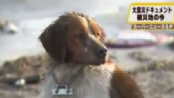 Бесконечная верность собак, выживших после цунами в Японии 