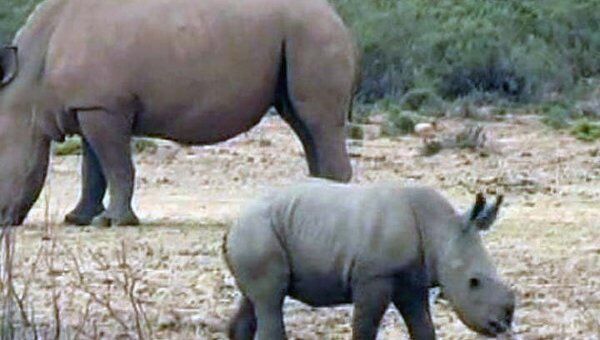 Детеныш белого носорога родился в южноафриканском заповеднике