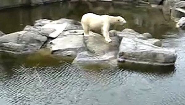 Танец медведя Кнута, снятый на видео за неделю до его смерти 