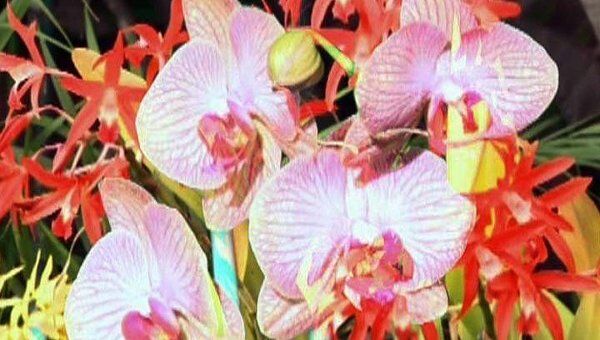Цветоводы привезли тысячу редких орхидей на выставку в Каракасе