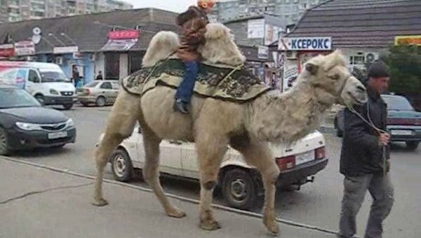 Маленьких краснодарцев по улицам города катают двугорбые верблюды 