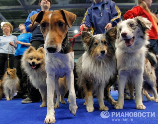 Международная выставка собак Евразия-2011