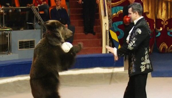 Медведи, верблюды и ламы выступили на открытии цирка в Ярославле