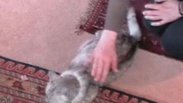 Английская кошка Смоки мурлычет в 16 раз громче заурядных кошек   