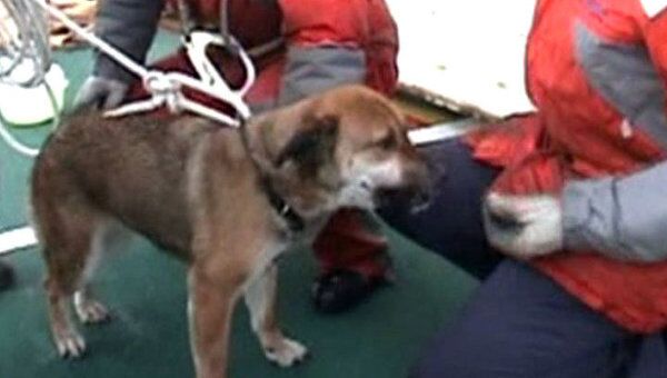 Собаку, которая три недели дрейфовала на обломках дома, спасли в Японии