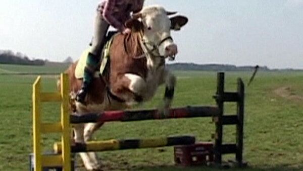Дочь фермера научила корову прыгать через барьер