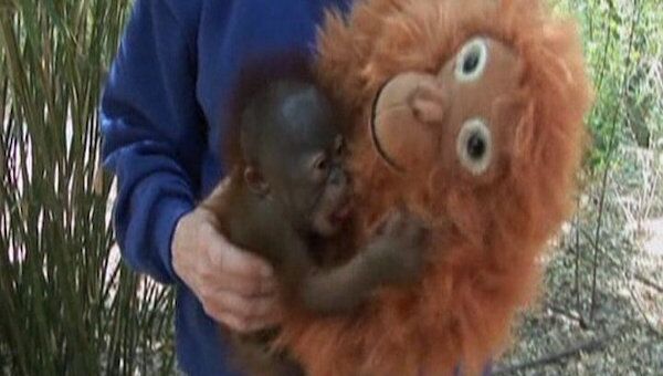 Плюшевая игрушка заменила мать брошенному детенышу орангутана