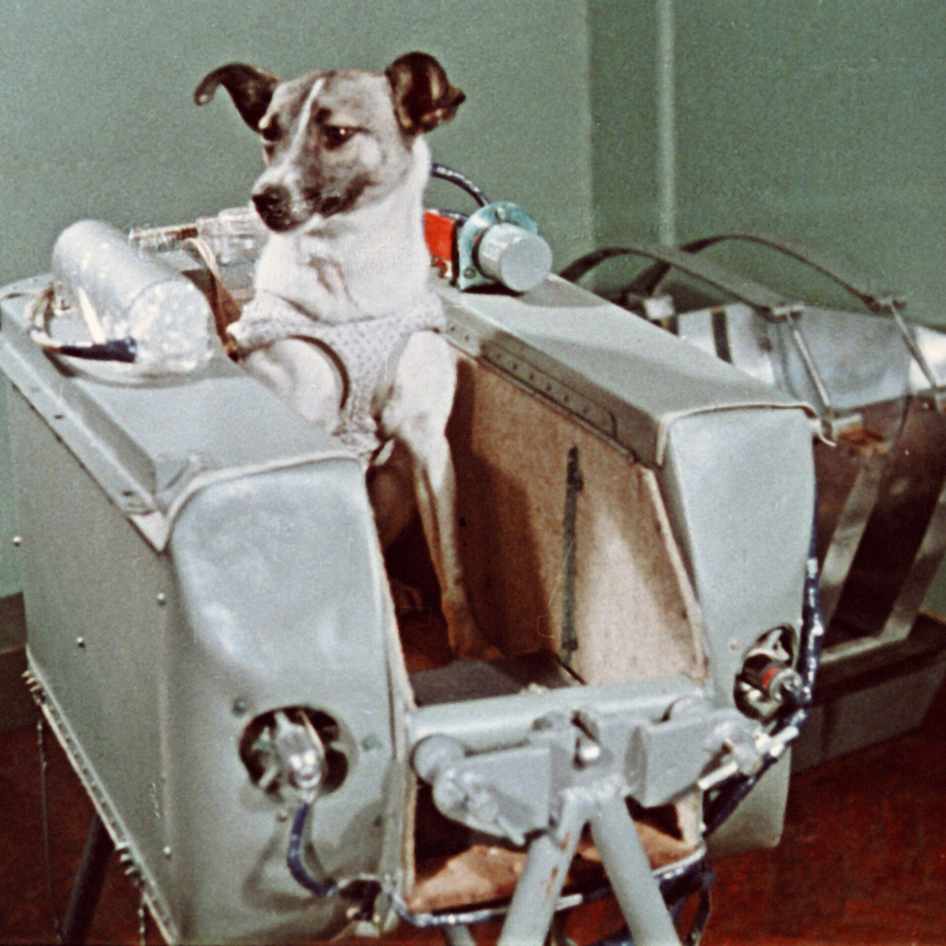 первая собака которая полетела в космос