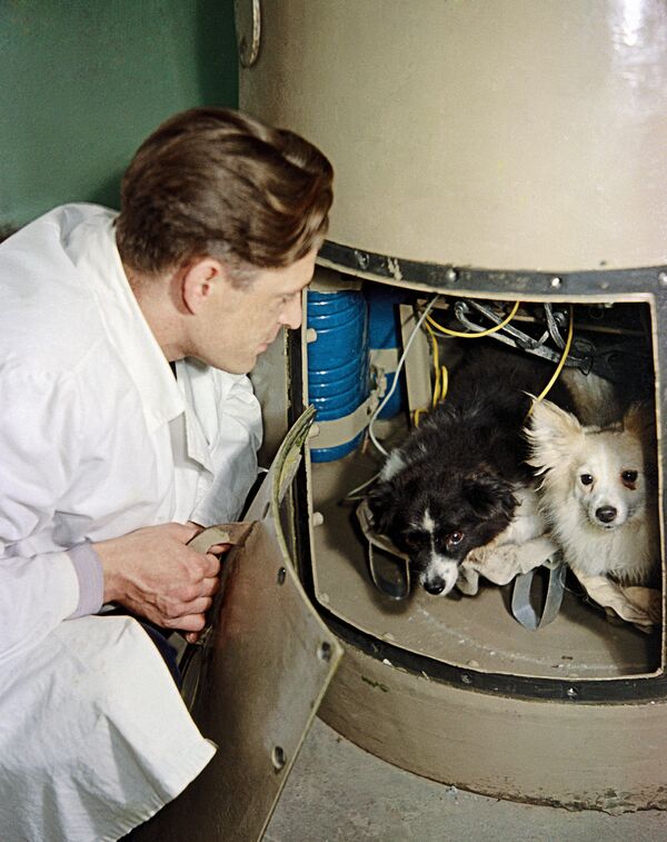 Собаки Дамка и Козявка перед полётом в космос
