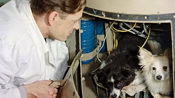 Собаки Дамка и Козявка перед полётом в космос