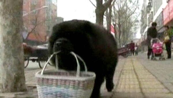 Китайская собака бегает за продуктами в магазин