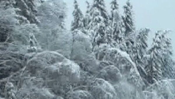 Воспоминания о зиме, или Картины сказочного леса