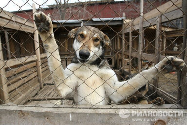 Работа приюта для собак в Новосибирске