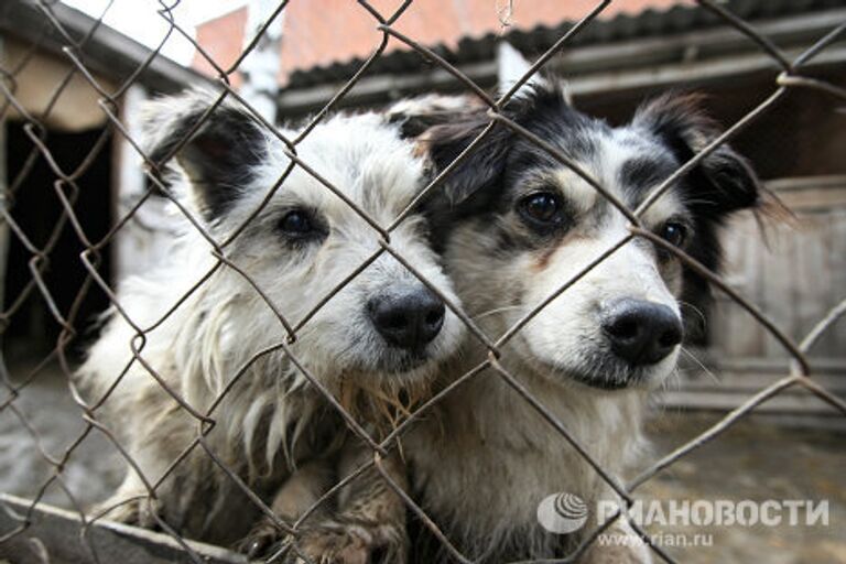 Работа приюта для собак в Новосибирске