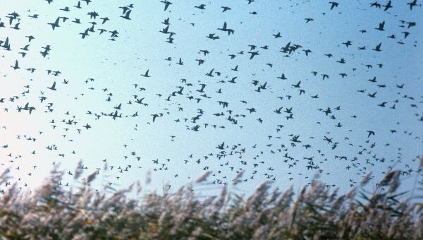 Утки летят над Веселовским водохранилищем