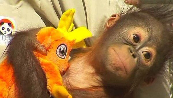 Девятимесячного орангутанга-сироту впервые показали публике в Мадриде