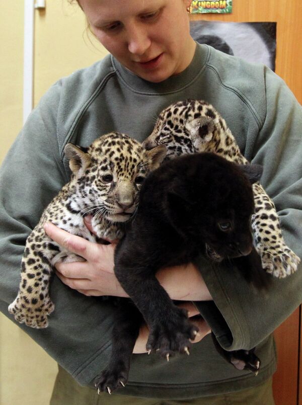 В зоопарке Санкт-Петербурга на свет появились три детеныша ягуара
