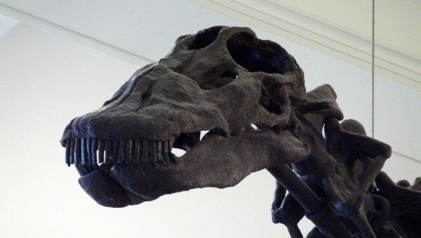 Скелет динозавра. Архивное фото
