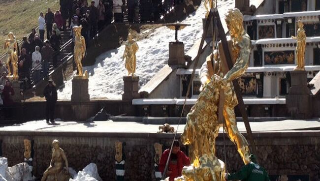 Самсон, разрывающий пасть льву вернулся в Петергоф под аплодисменты