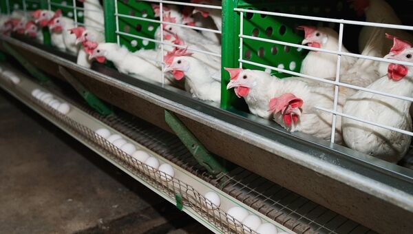 В одном из цехов птицефабрики в Южно-Сахалинске. Архивное фото