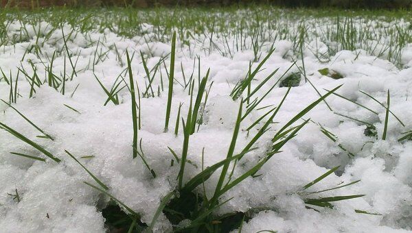 Снег на траве в Майкопе