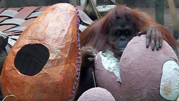 Животные зоопарка Буэнос-Айреса получили к Пасхе гигантские яйца