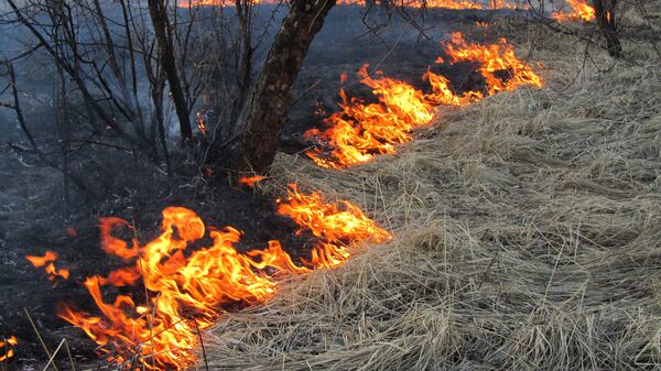 Поджоги травы в Москве и области