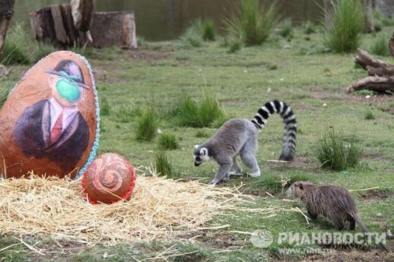 Пасхальные подарки зверям в зоопарке Буэнос-Айреса 